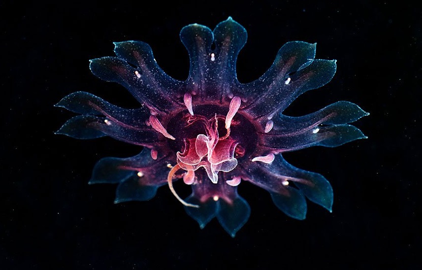 красивая медуза